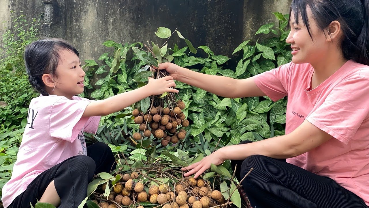 Mother and Daughter Pick Longan and Make Cute Longan Bears | Hai Mẹ Con Hái Nhãn Và Làm Gấu Từ Nhãn