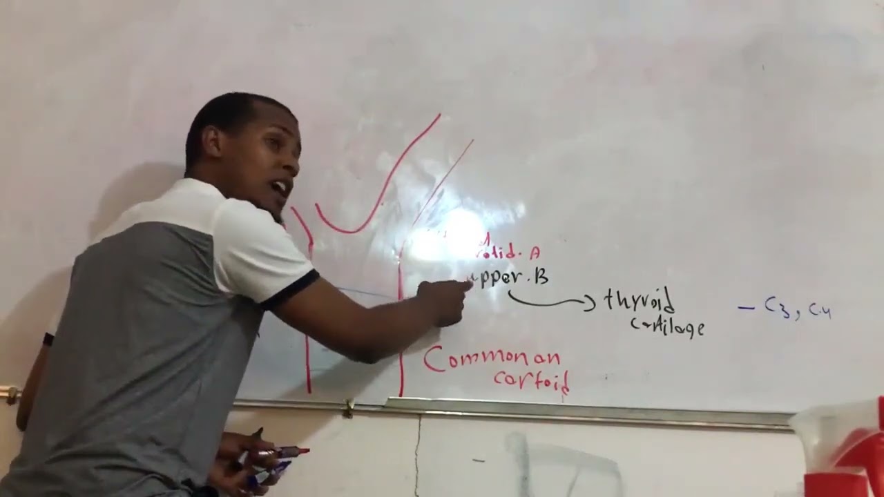 د.عبدالمنعم المريمي (Head&neck👨🏻) محاضرة (6)