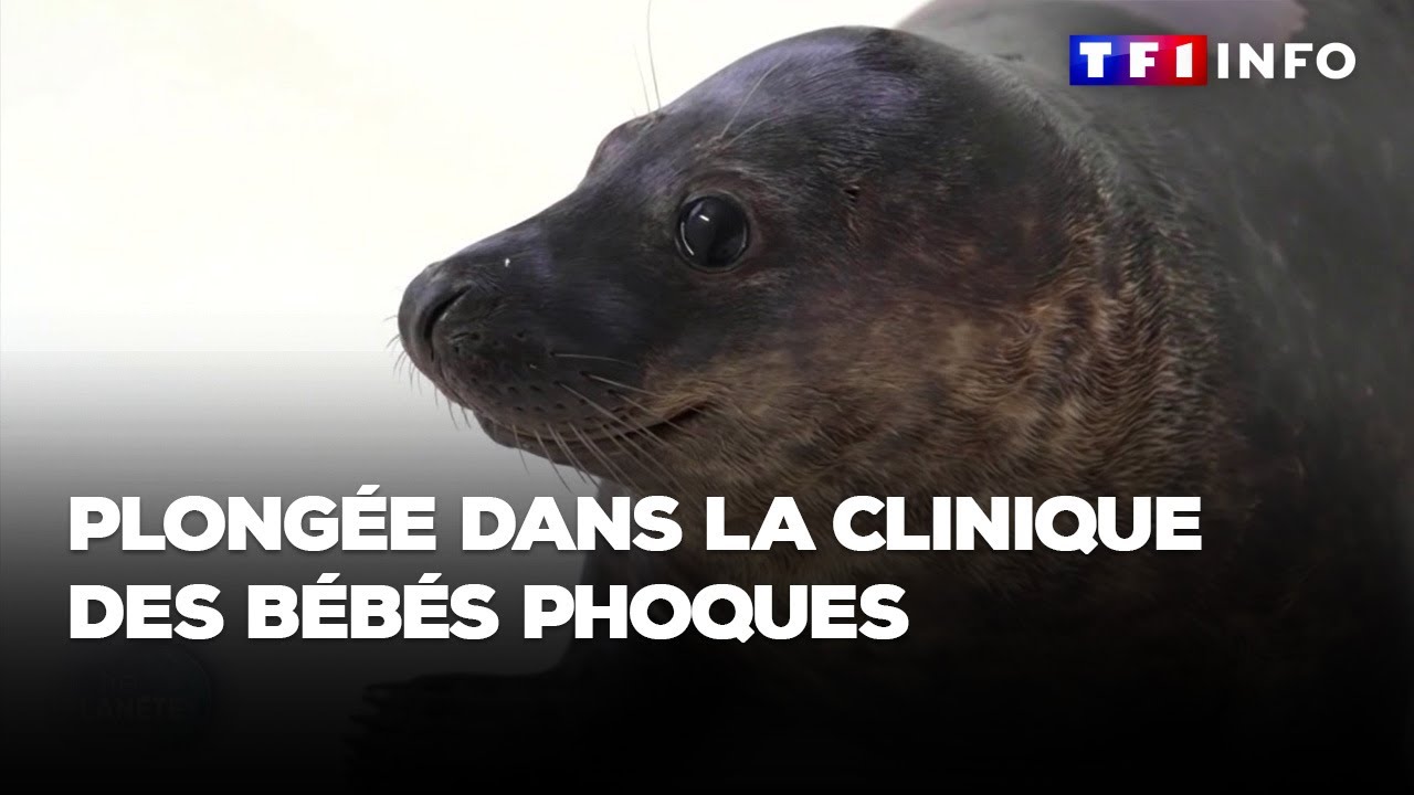 Plongée dans la clinique des bébés phoques