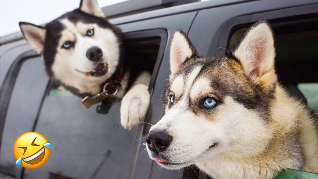 Заведите хаски, говорили они… А теперь посмотрите ЭТУ драму! 🤯🐶 | Самые смешные хаски всех времен...