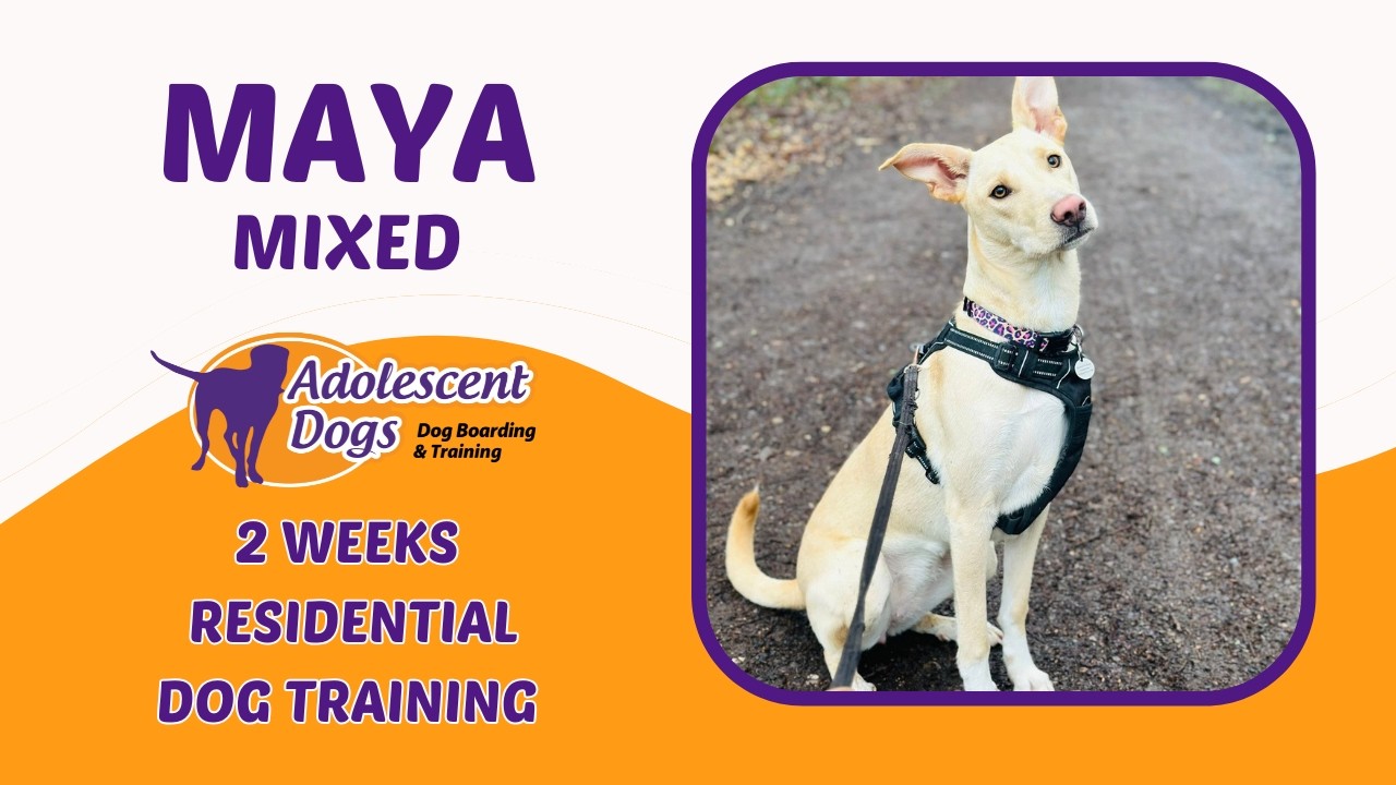Maya the Mixed Breed | 2 Weeks Residential Dog Training