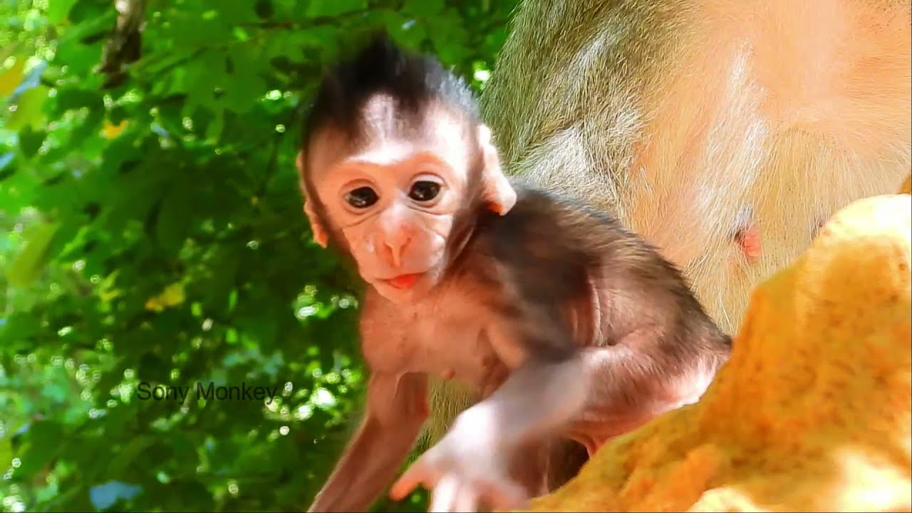 [Rewind] So Lovely Cuties Baby Monkey Cinn Before Attack