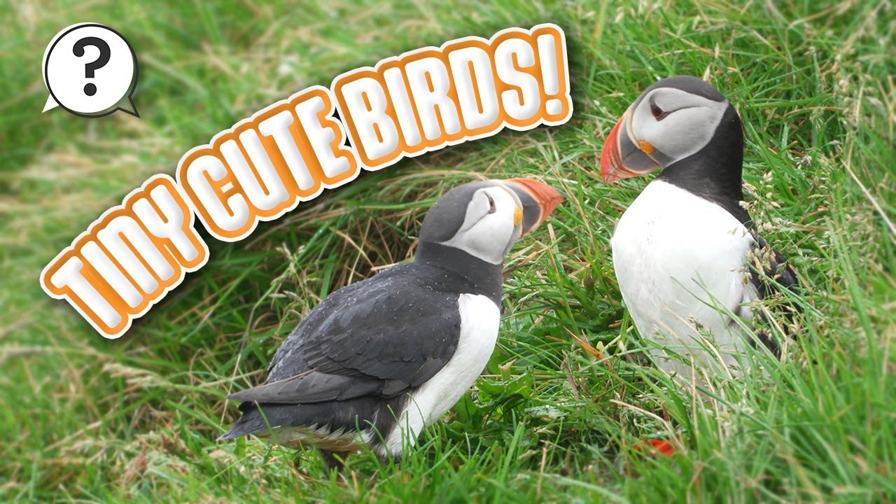 What are puffins? 🤔 | But Why Bites | Vermont Public PBS