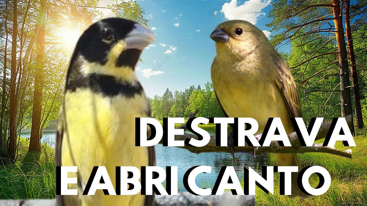 Coleira tui tui para Cantando para ESQUENTAR 💥Canto de coleira tui tui  💥