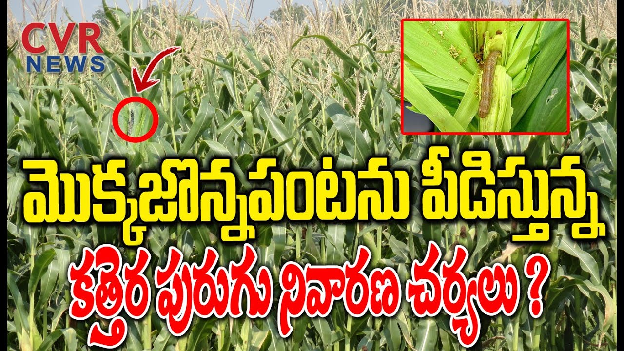 మొక్కజొన్నపంటను పీడిస్తున్న కత్తెర పురుగు నివారణ చర్యలు | Preventives In Maize Crop | CVR News