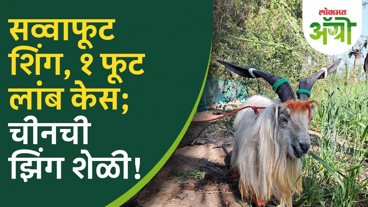 China Zing Goat : लांब शिंगाची अन् पांढऱ्या लांब केसाची शेळी पाहिलीये का? | Rare Chinese Goat | DL2