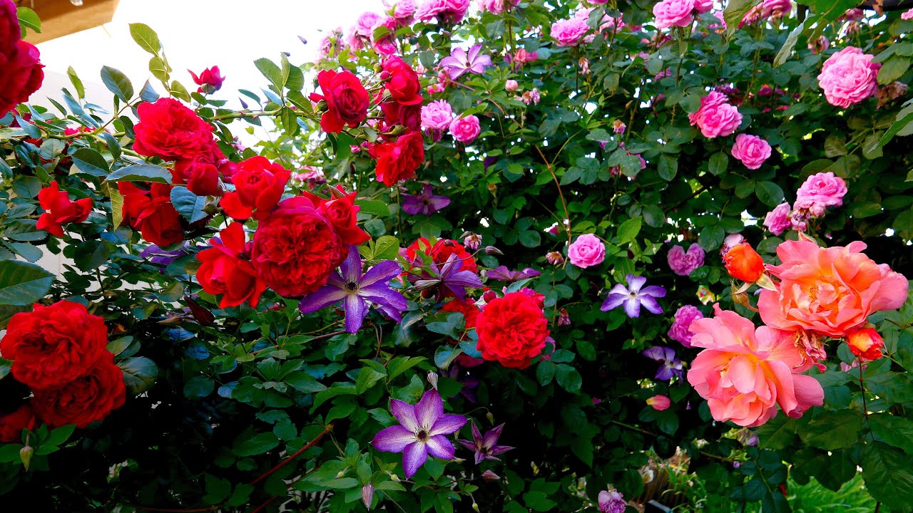 后院一角的藤本月季们 (Climbing Roses in my back yard corner)