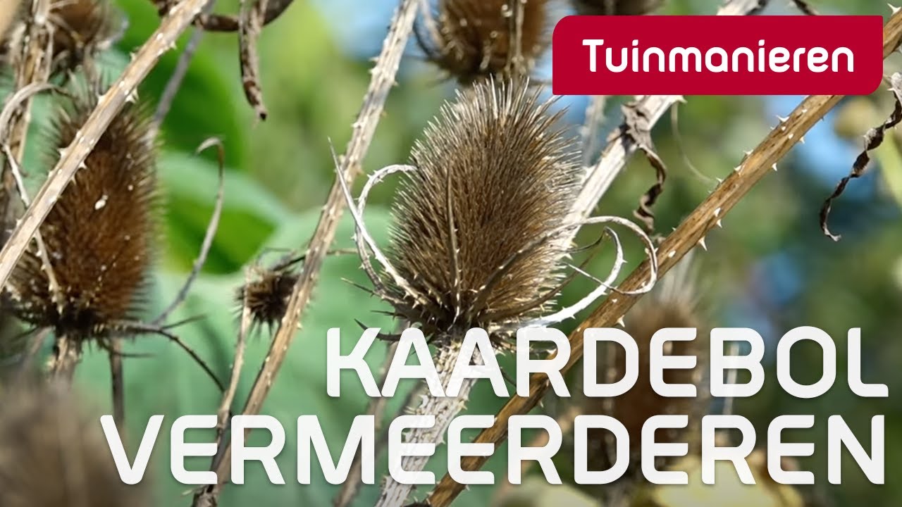 Hoe vermeerder je de Kaardebol of distel in de tuin? | Tuinieren in de herfst | Tuinmanieren