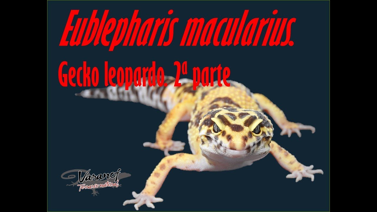 Eublepharis macularius  Gecko leopardo  Diseño del terrario  Parte 1