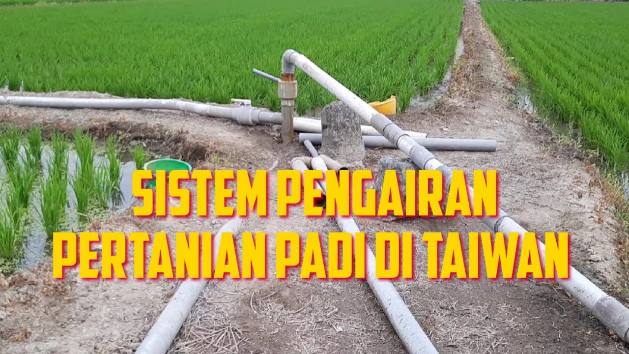 Sistem Pengairan Pertanian Padi Di Taiwan