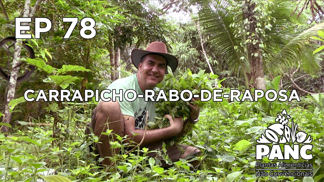 EP 78 - CARRAPICHO-RABO-DE-RAPOSA | #pancnaveia #valdelykinupp