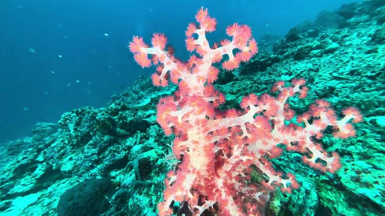 Soft corals and sponges, Philippines, September 2022