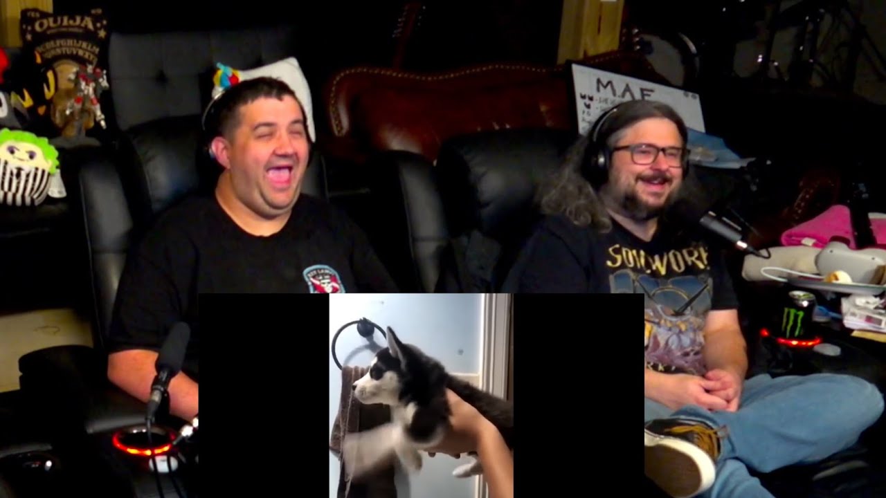Best Dog Videos of the Decade - Daily Dose of Internet | RENEGADES REACT