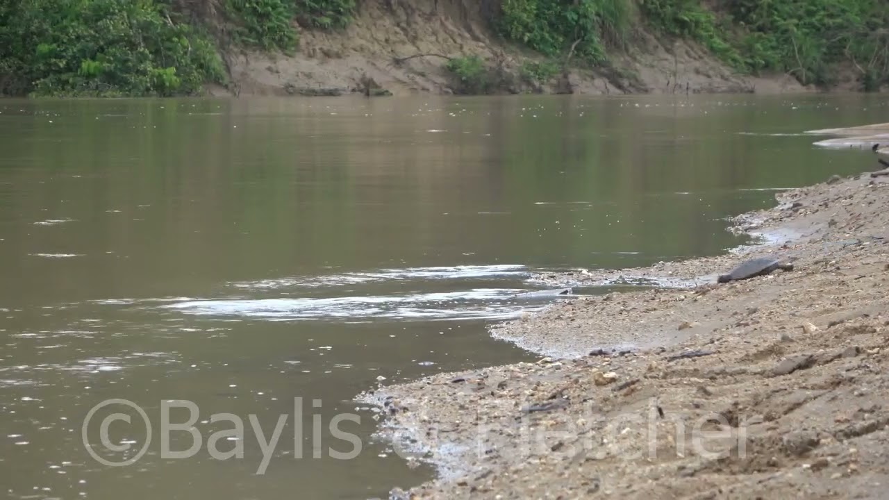 Southern River Terrapin release, Malaysia. 20220514_073750.uhd