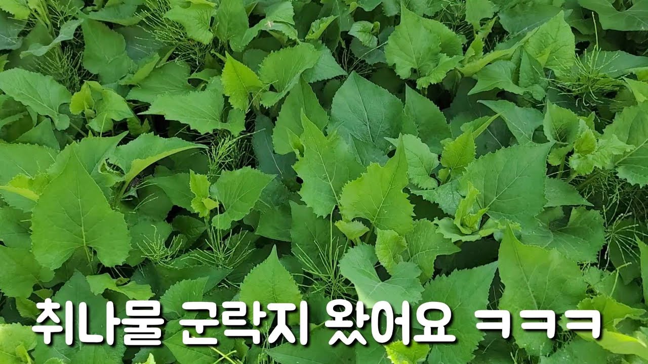 취나물 뜯어 삼겹살 구워야죠 이게 횡제네요