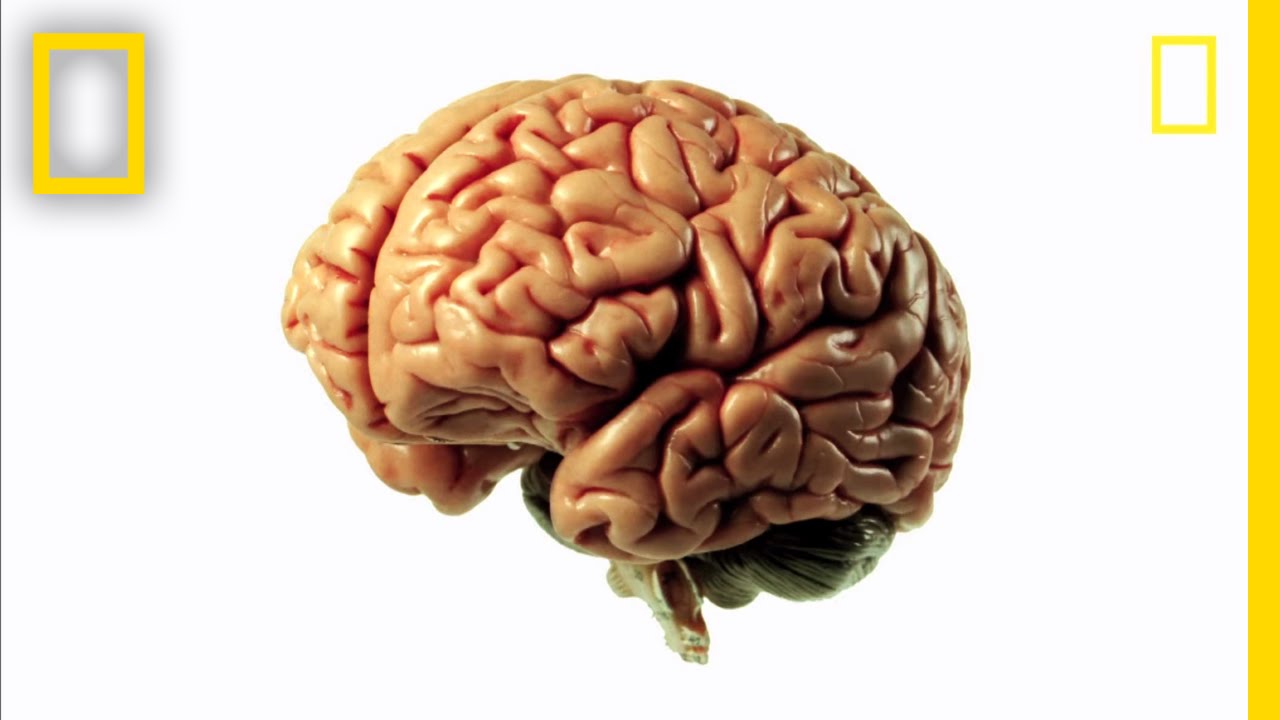 Brainworks - Mind-Bending Science! | Brain Games