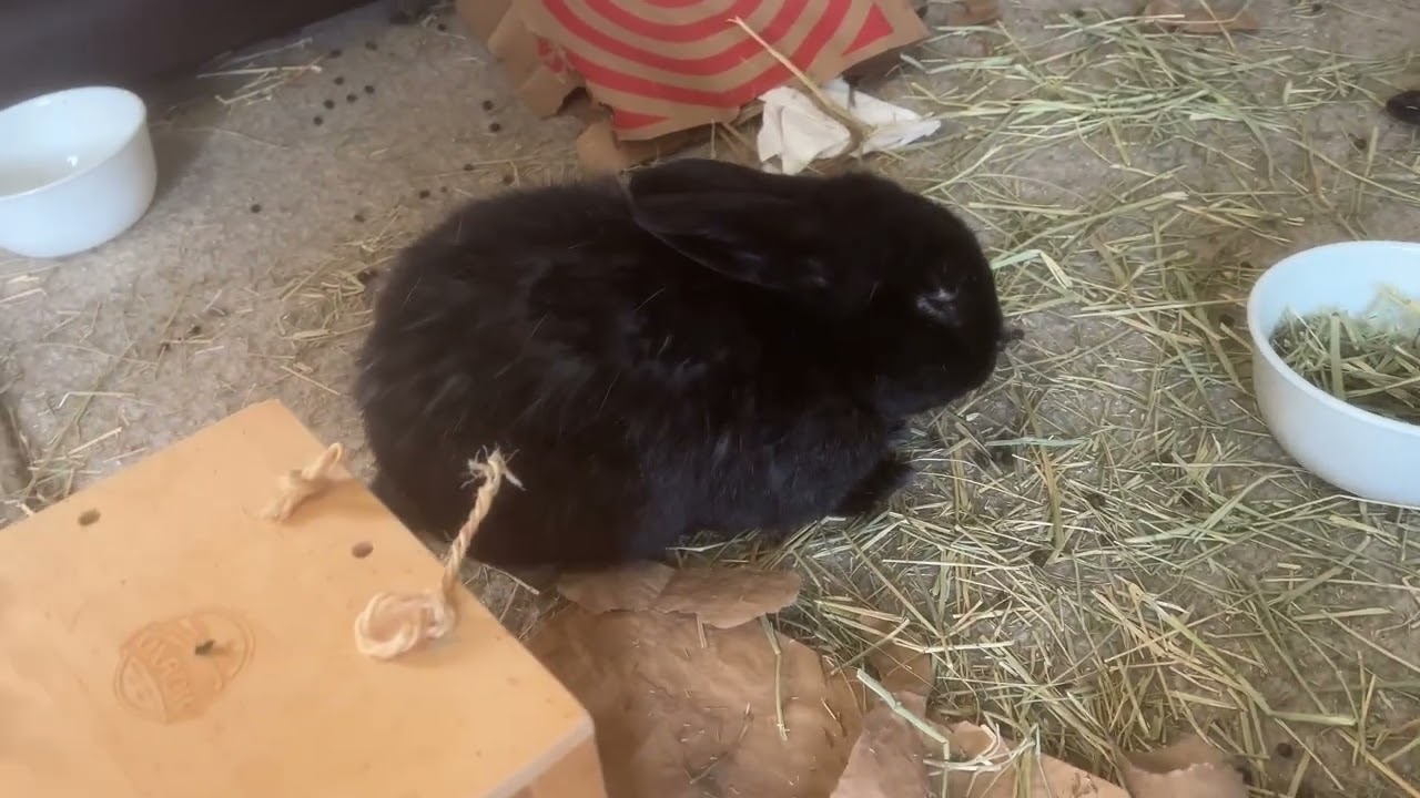 Bunny is pretty sleepy this afternoon 