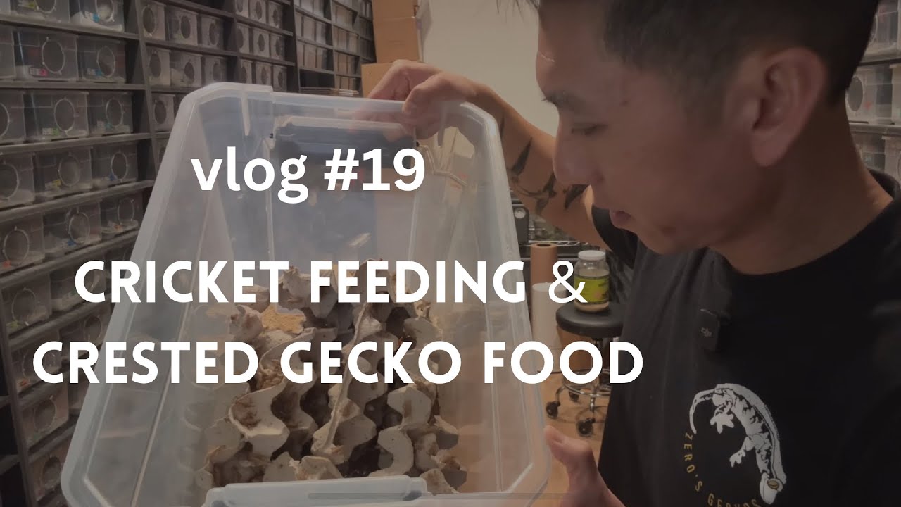 Cricket Feeding and Crested Gecko Food | Vlog #19 of Zero's Geckos