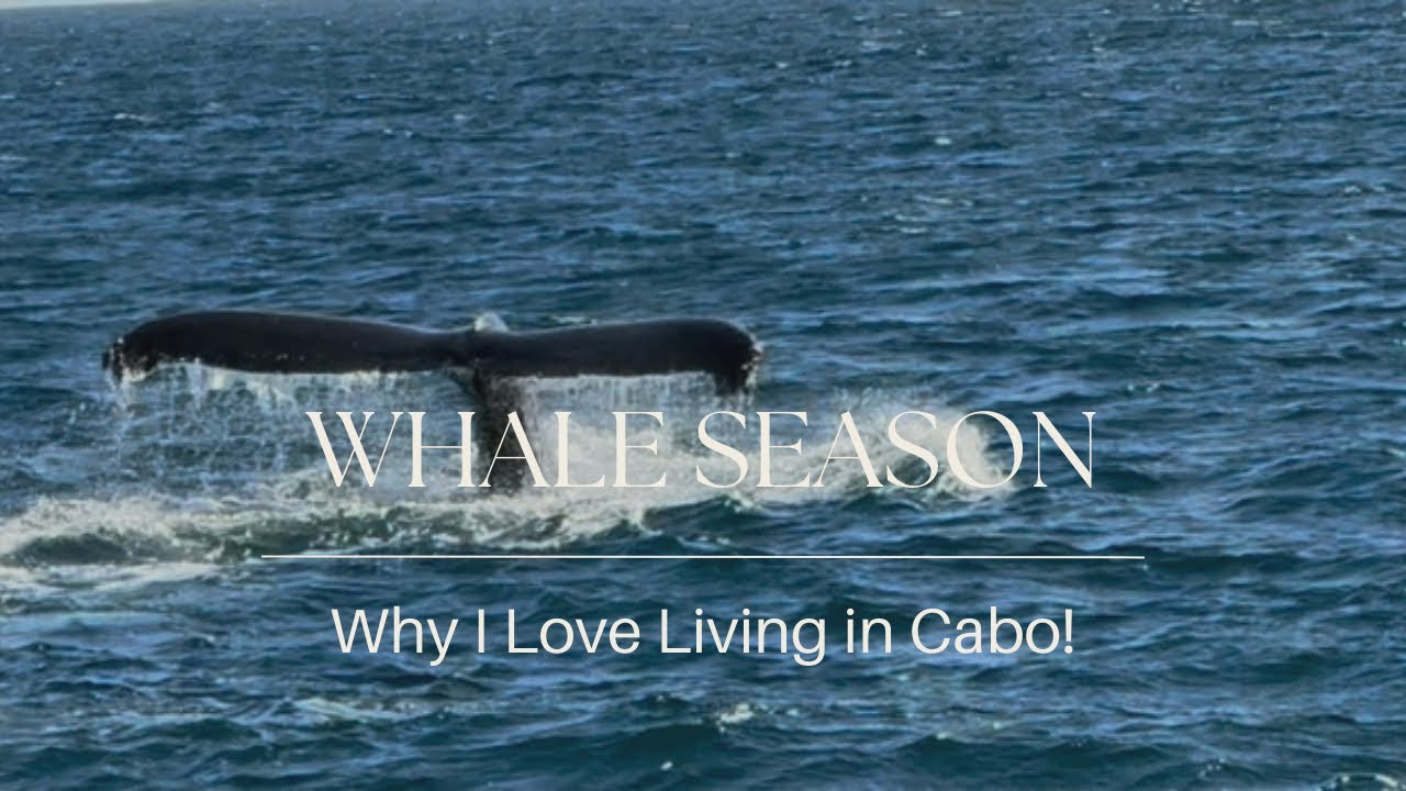 Why I Love Living in Cabo: Whale Watching Season (Lifestyle)