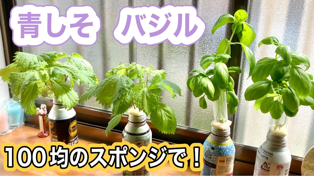 青しそ(大葉)とバジル水耕栽培　スポンジだけでOK　種まきから育て方　発芽のコツ