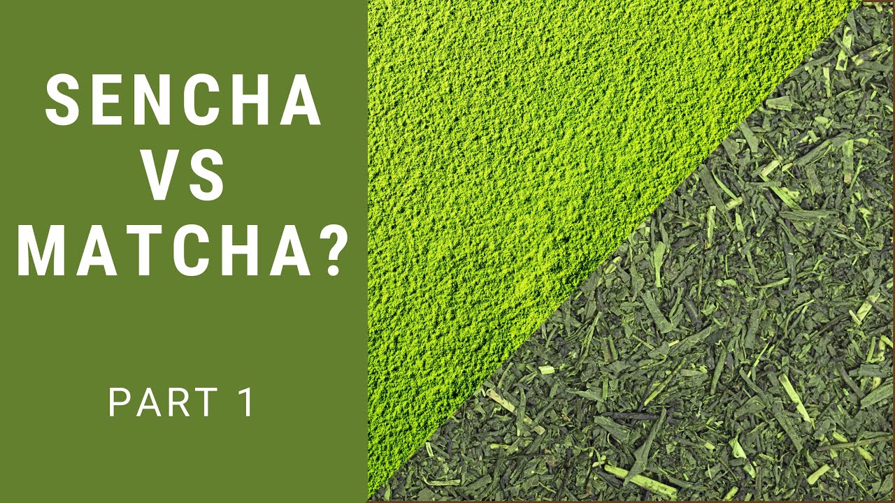 The Difference Between Matcha & Sencha Japanese Green Tea Part 1 | 6 WAYS THAT THESE VARY