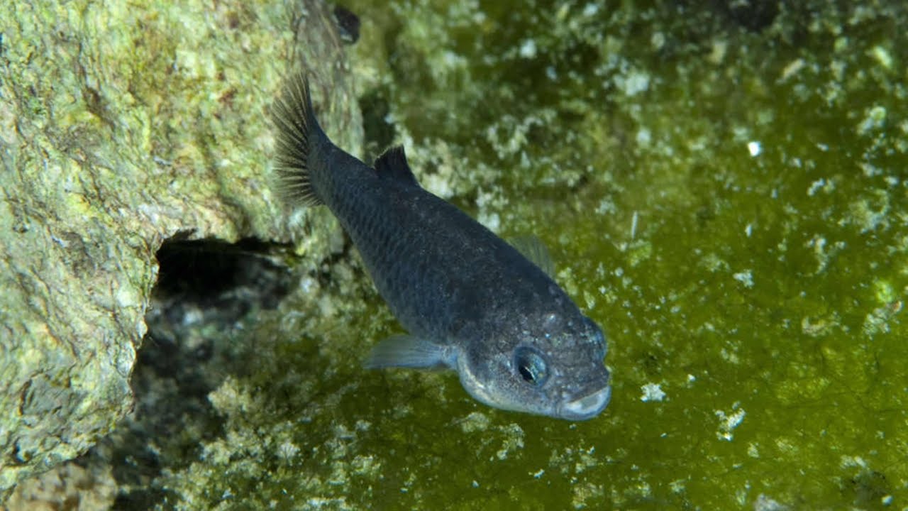 Drunk Dudes Might Have Killed One Of The Rarest Fish In The World