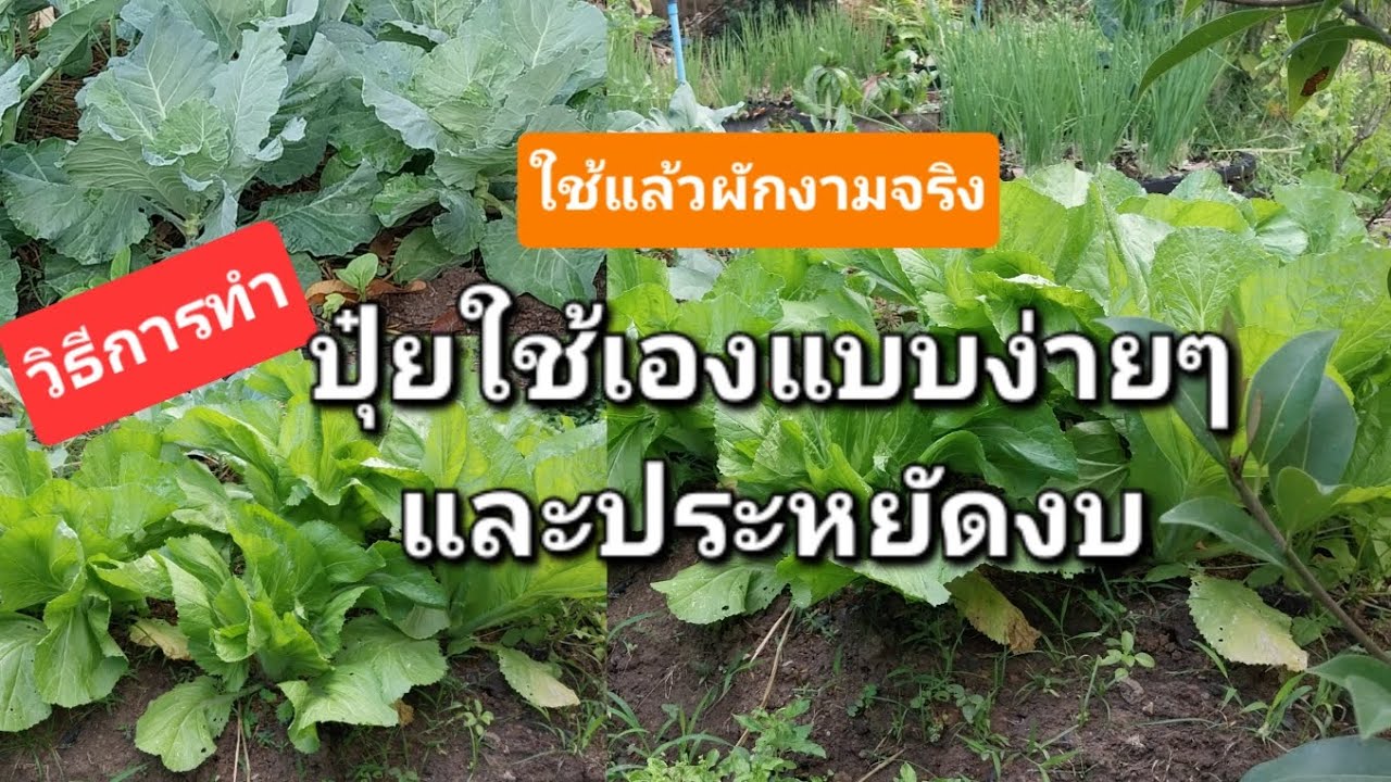 วิธีการ ทำปุ๋ยไว้ใช้เอง แบบง่ายๆและประหยัดงบ #ผักสวนครัว