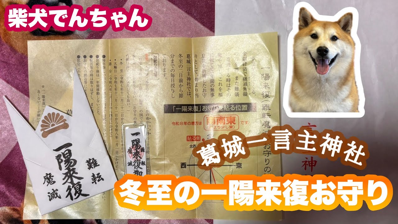 柴犬でんちゃん　葛城一言主神社でお参りしたからか🤔びびらないでんの成長をご覧下さい😅