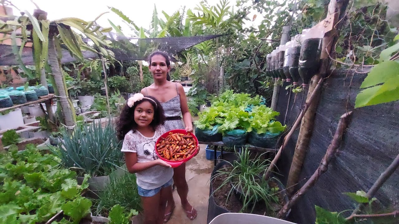 Colhendo e plantando açafrão Curcuma