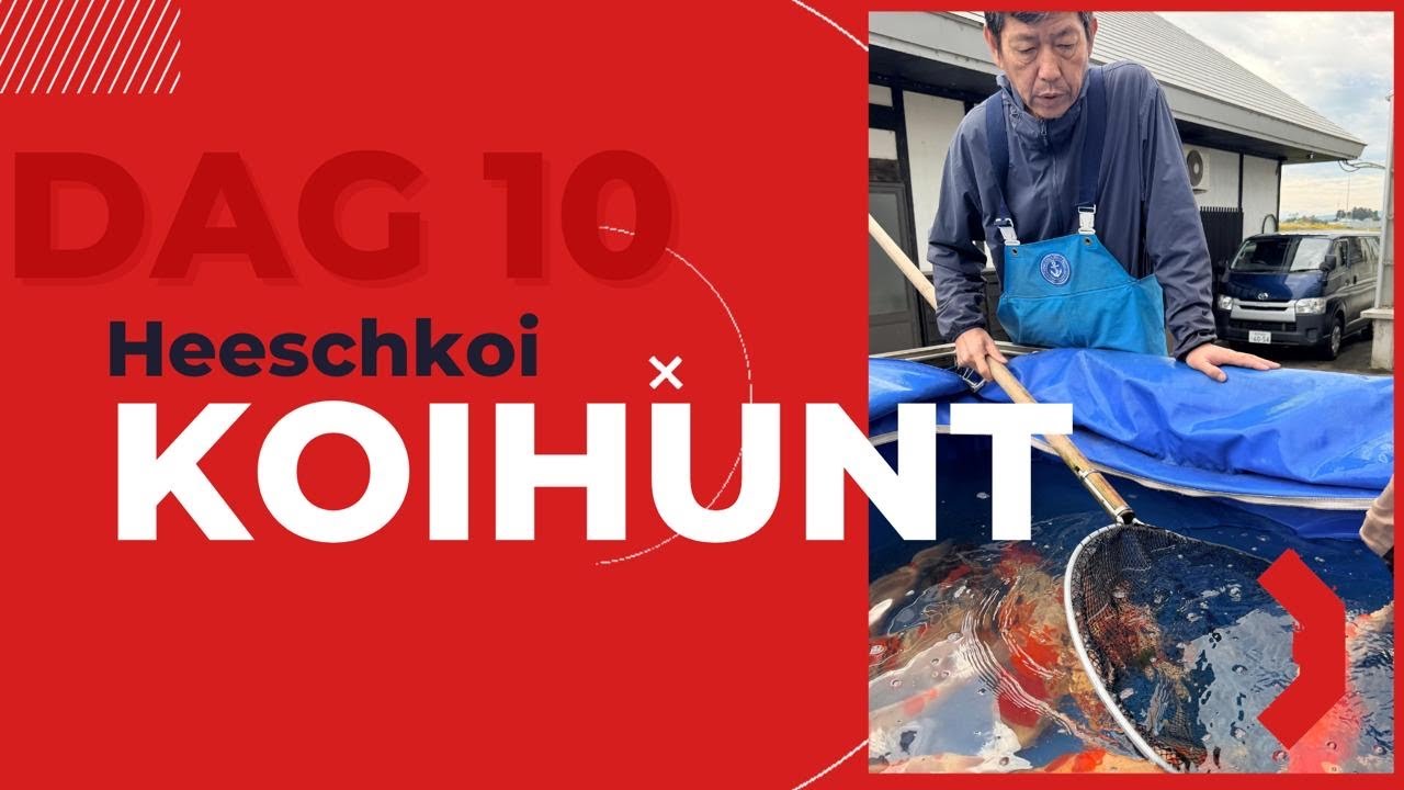 Dag 10 | Harvest big jumbo nisai Odakan farm Sakai Dainichi bloodline @Heeschkoi-nl