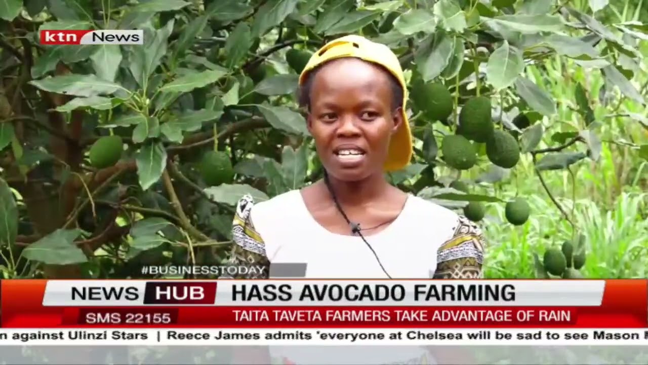 Taita-Taveta horticultural farmers shift to Hass avocado farming to boost food security