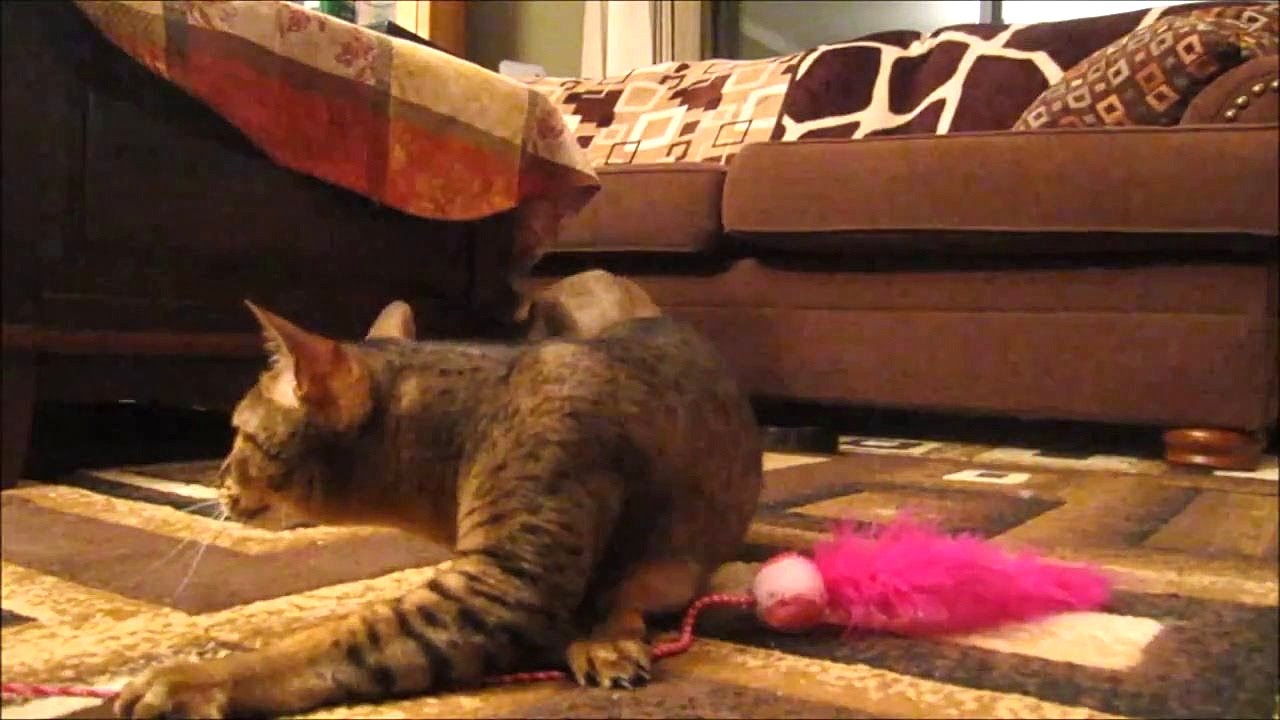 [NEKO TIME] bengal playtime
