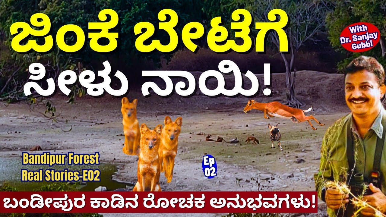 HOME TOUR-'ಬಂಡೀಪುರ ಕಾಡಲ್ಲಿ ಸೀಳು ನಾಯಿ ಕುಟುಂಬದ ಜಿಂಕೆ ಬೇಟೆ!'-E02-Dr. Sanjay Gubbi-Forest Experience