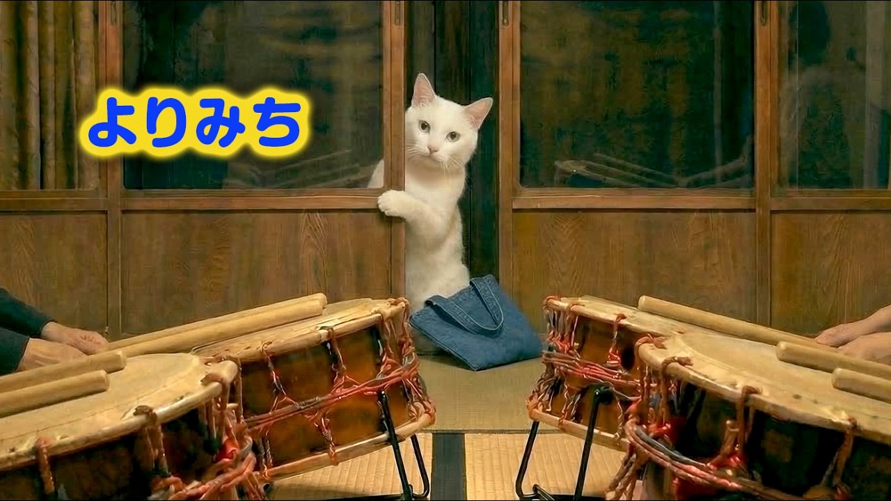 【猫の日常】よりみち｜ねこせいかつ
