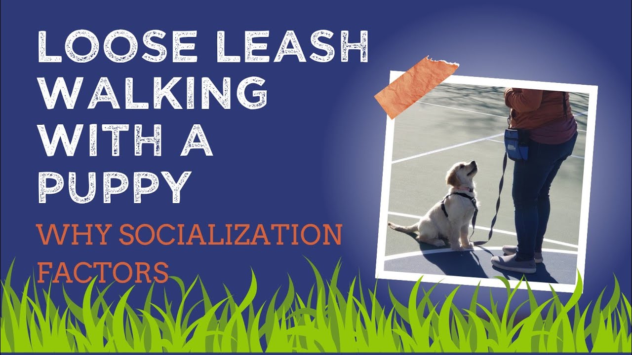Balancing skills acquisition when socialization is priority