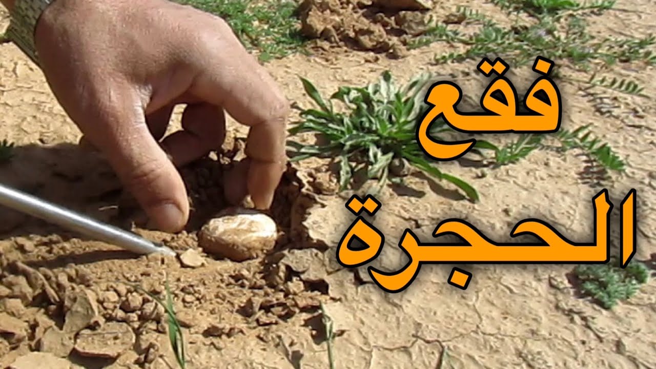 فقع الحجرة 2