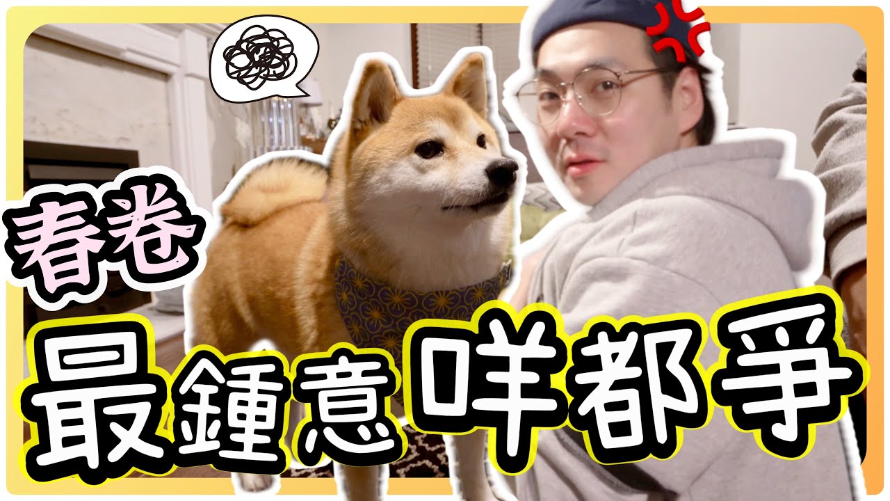 【被打臉】 春卷完美演繹「瘦田無人耕，耕開有人爭」Shiba Inu loves her new toys @shibaharumaki #shiba #柴犬