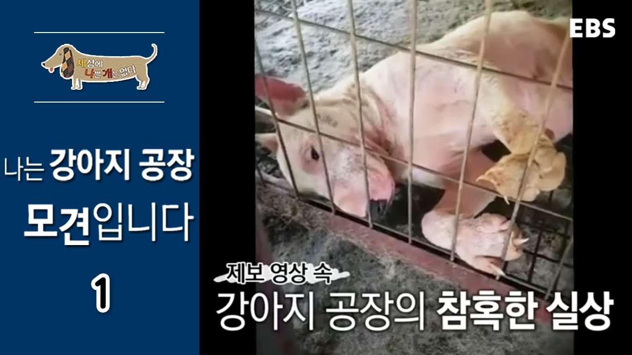 세상에 나쁜 개는 없다 - 나는 강아지공장 모견입니다_#001