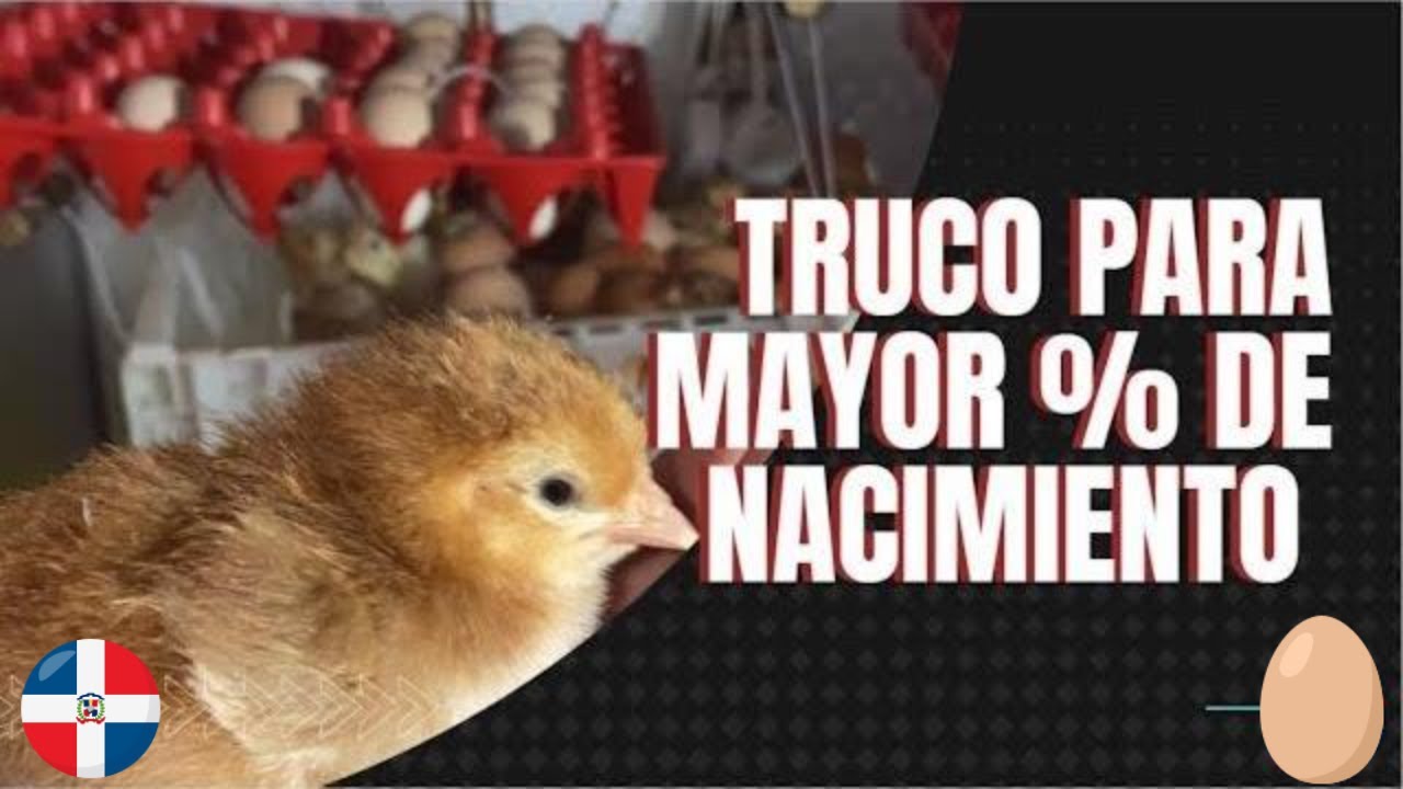 SALVA A TUS POLLITOS! Truco para mejorar el porcentaje de nacimiento en incubadoras caceras FULL HD