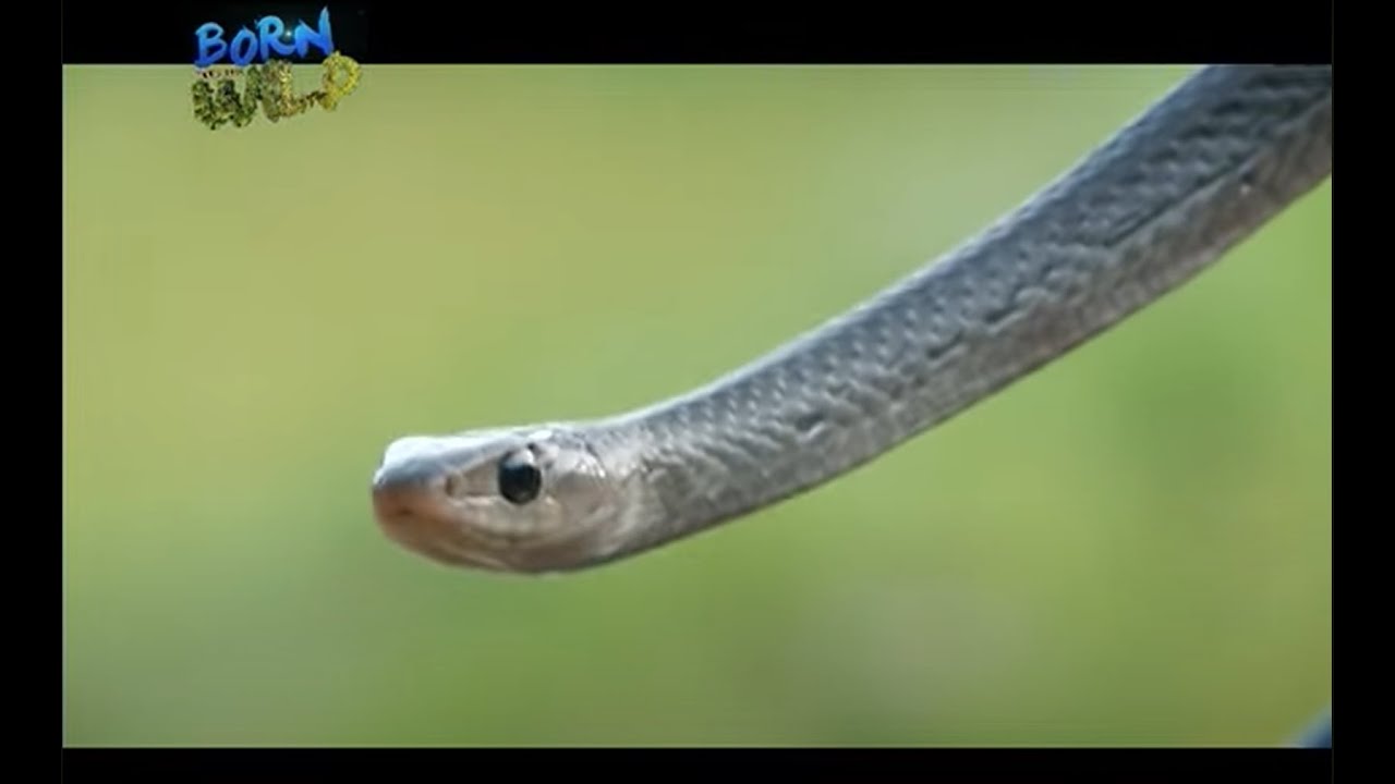 Makamandag ahas na karasain at Batanes pit viper (Full Episode) | Born to Be Wild