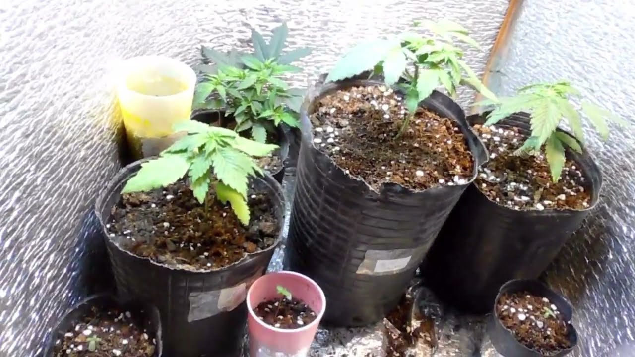 SEGUMIENTO CON GALPONERAS CUITIVO INDOOR.(BAJO COSTO)