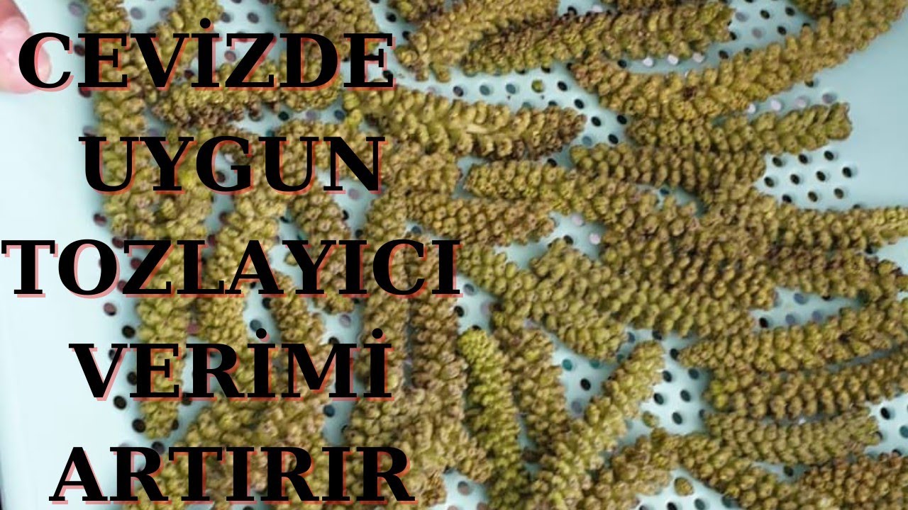 111-UYGUN TOZLAYICI SE&Ccedil;İLİRSE MEYVEDE BOL OLUR.