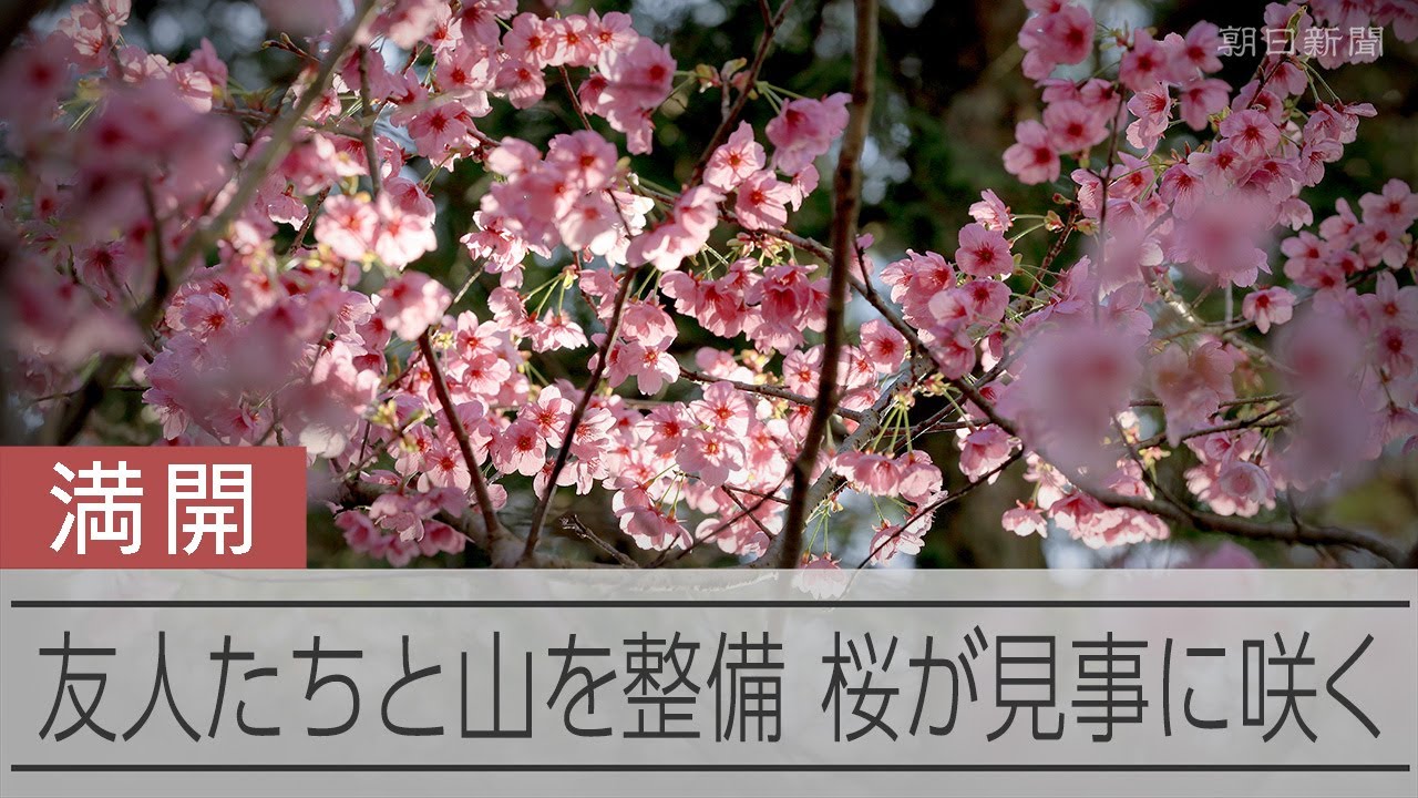 「人生、楽しか！」友人たちと山を整備、山桜見事に咲く　長崎県波佐見の大堤自然公園【桜ものがたり】