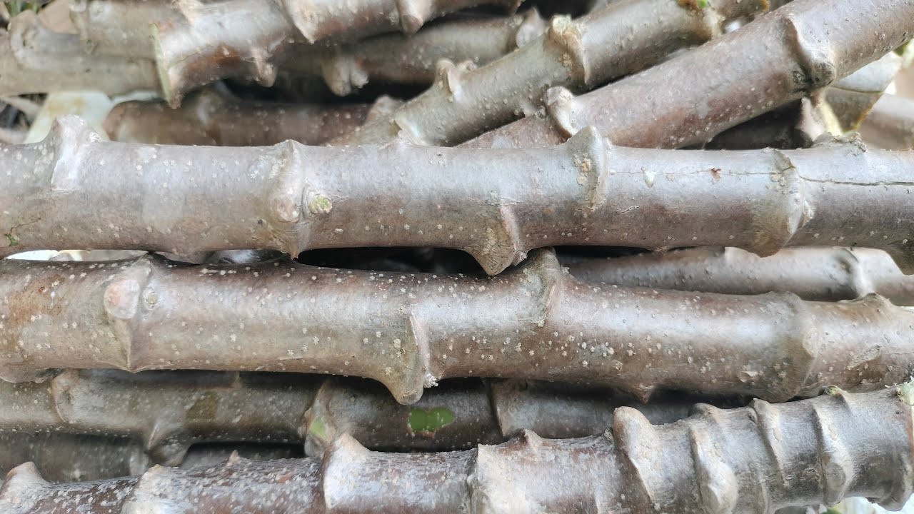 ทำมันให้หัวใหญ่ต้นทุนต่ำ เกษตรกล้วยๆ กำลังถ่ายทอดสด!