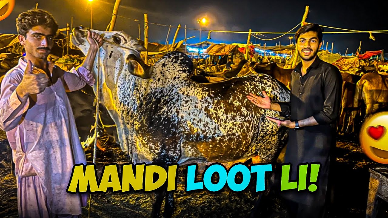 Naseeb ka soda hogaya 🐂 mandi loot li😍