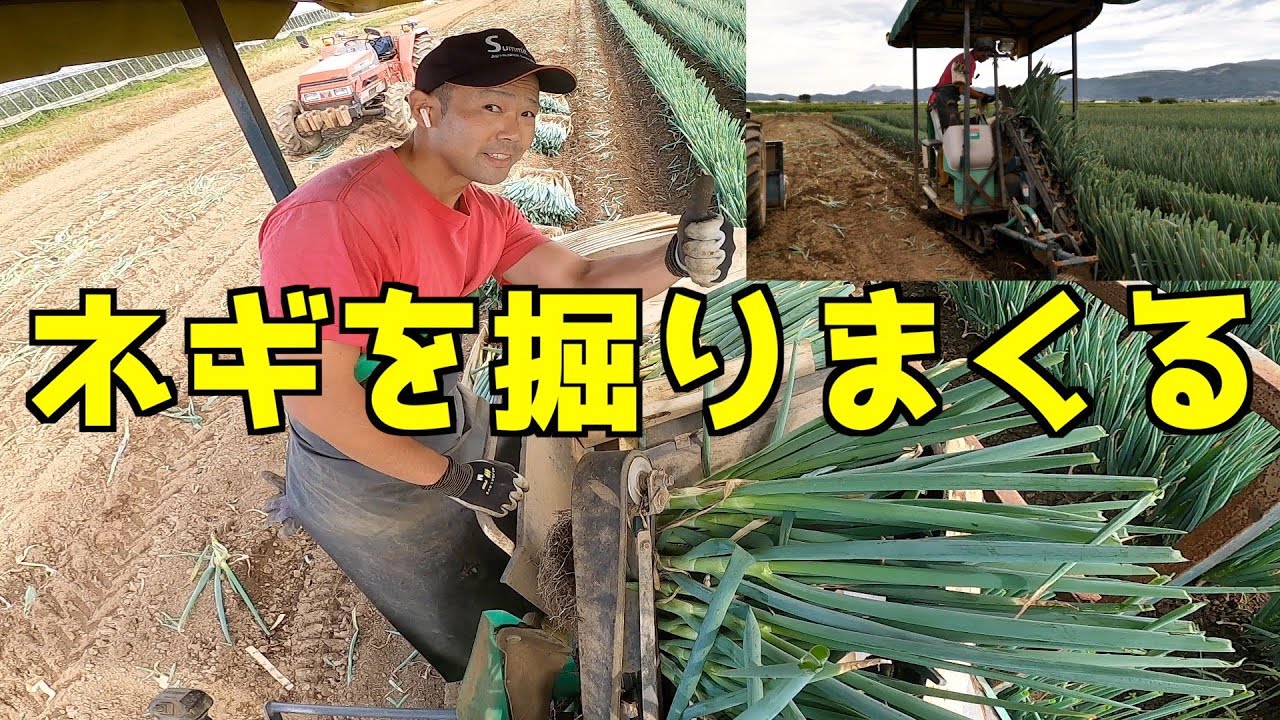 【人件費二人分の活躍】ネギ掘り取り機「ソフィー」を使って私が調子こいてネギを掘るだけの動画