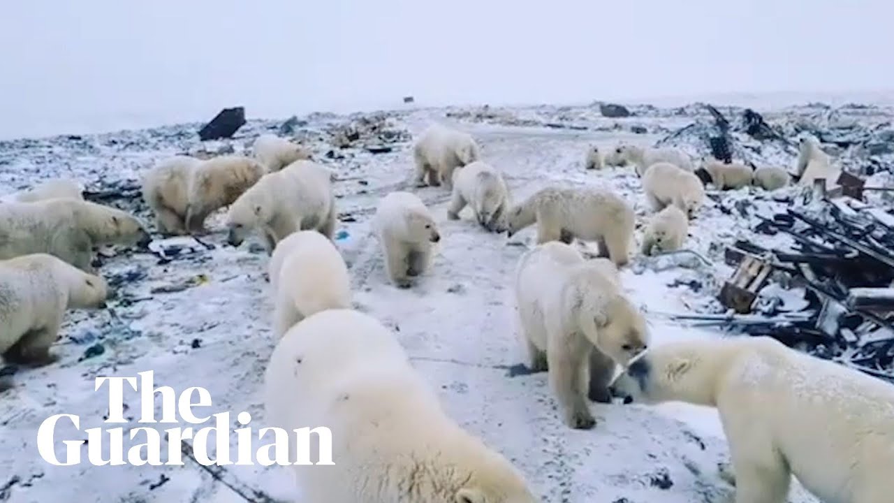 Polar bears invade Russian islands