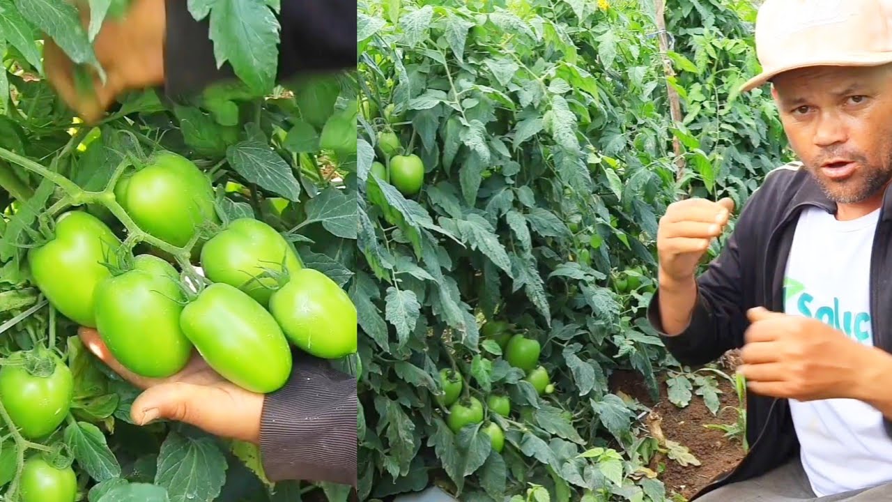 tomate lampião com 50 dias, #determinado#adubação