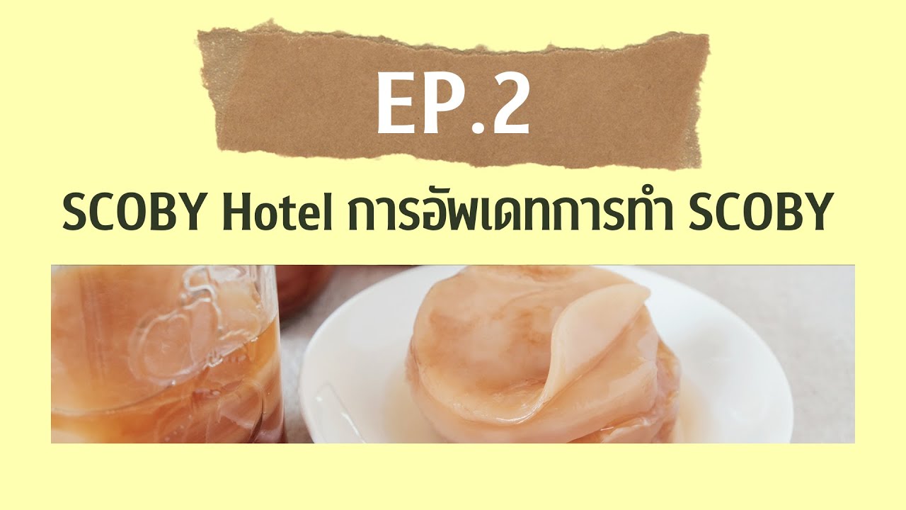 What is SCOBY? : EP.2 SCOBY Hotel (การอัพเดทการทำ SCOBY)