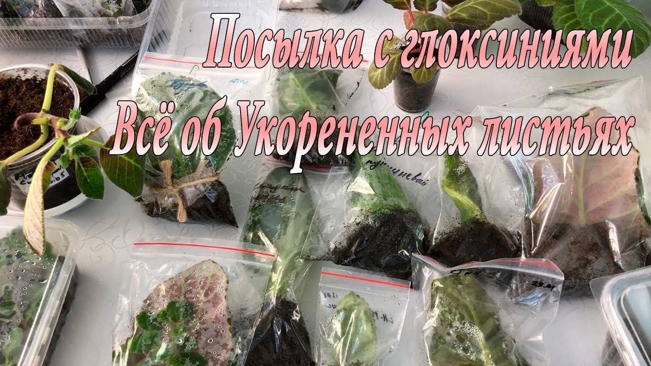 Глоксинии. Всё об укорененных листьях из посылки